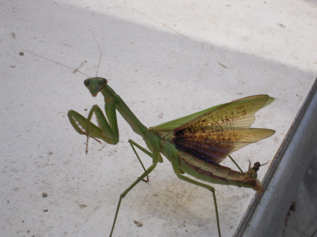 c0085916_68840.jpg