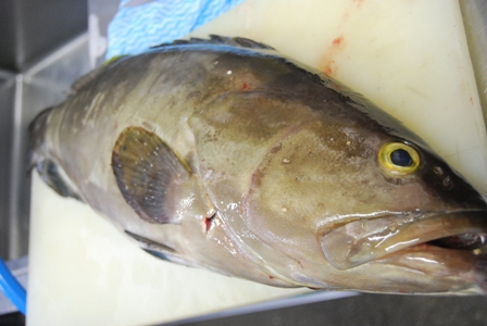 幻の魚 クエ_e0025817_1926222.jpg