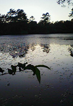 c0020127_7308.jpg