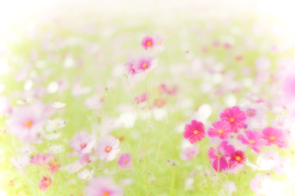 ☆ Cosmos Paradise ☆_d0004832_13133822.jpg