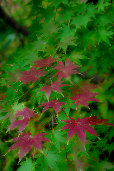紅葉情報 小安峡_c0176838_23305875.jpg