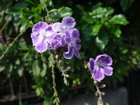 花ざかりの君たちへ イケメンパラダイス SP_e0080345_1736065.jpg