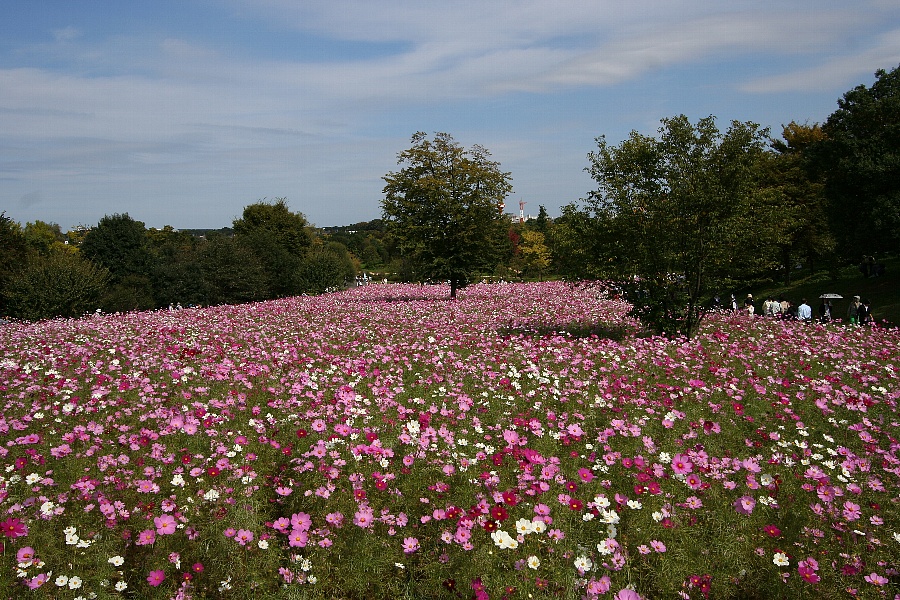 昭和記念公園のコスモス_b0084270_23322356.jpg