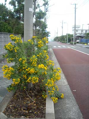 秋の草花を見かけました（コバノセンナ他）_e0097770_21285151.jpg