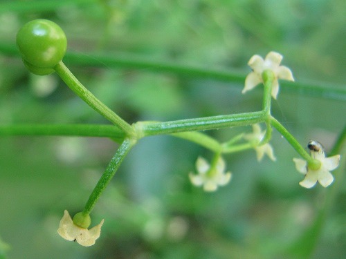 アカネ 茜 赤根 日本茜 植物の生態散歩