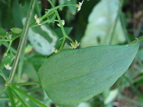 アカネ 茜 赤根 日本茜 植物の生態散歩 アカネ 茜 赤根 日本茜 植物の生態散歩