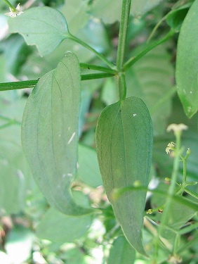 アカネ(茜、赤根、日本茜)_c0085874_22617.jpg