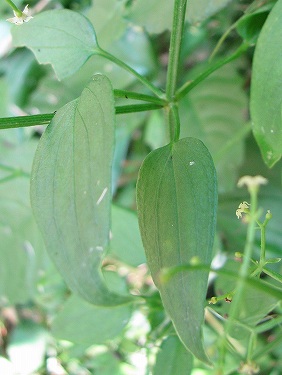 アカネ（茜、赤根、日本茜）_c0085874_22617.jpg