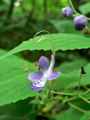 その他の花_f0083977_6451649.jpg