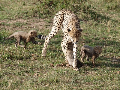 「チーター親子に、出会った～」_d0039999_1921672.jpg