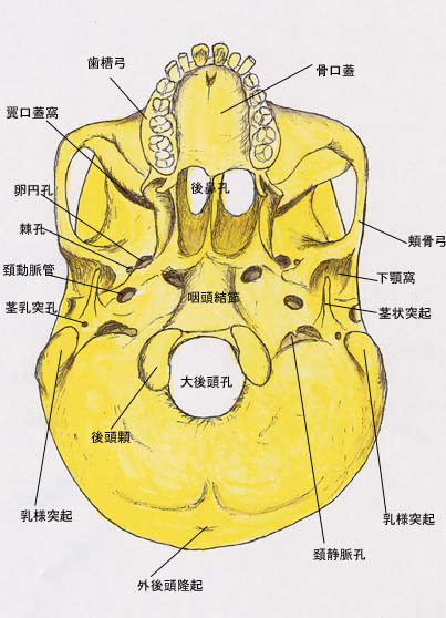 歯の痛み_e0097212_14134695.jpg