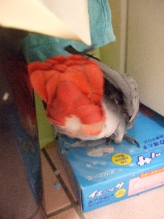 c0133013_13402251.jpg