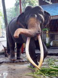 新写真集～マンモスの牙を持つ象の王ナワン・ラジャ_f0006713_0451222.jpg