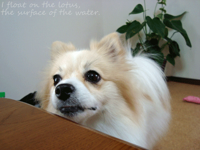 b0075318_10255867.gif