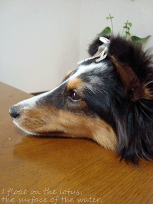 b0075318_10261278.gif