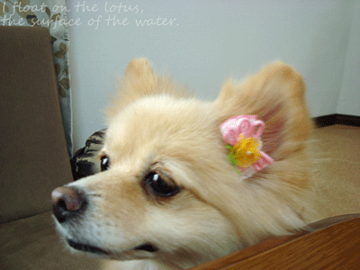 b0075318_10273531.gif