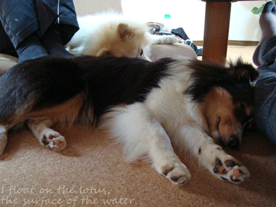 b0075318_102993.gif