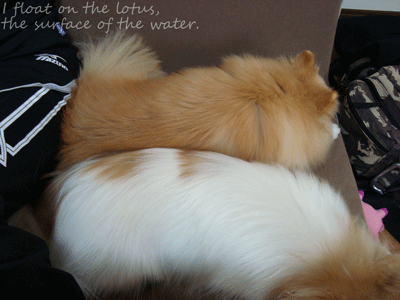 b0075318_1031566.gif