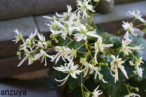 10月の長沢さんの植物_f0106724_1942471.jpg