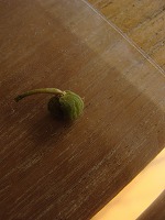 f0170524_11162445.jpg