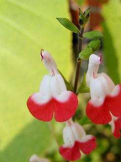 f0170524_1119294.jpg