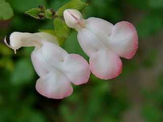 f0170524_11194131.jpg
