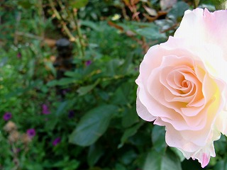 f0170524_1123623.jpg