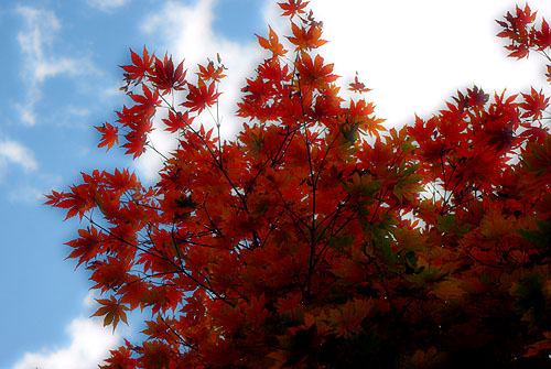 紅葉情報　泥湯温泉＋川原毛地獄_c0176838_235347.jpg