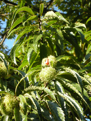 e0086048_628132.jpg