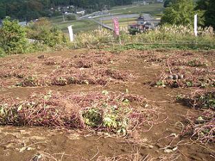 ☆秋の行楽・芋ほり日和★_e0128852_18503554.jpg