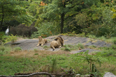 秋のBronx Zoo_c0095569_21131491.jpg