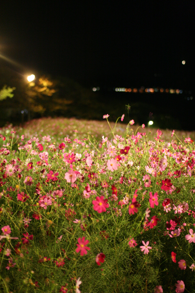 c0038775_33115.jpg