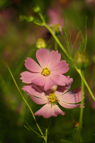 c0038775_38176.jpg