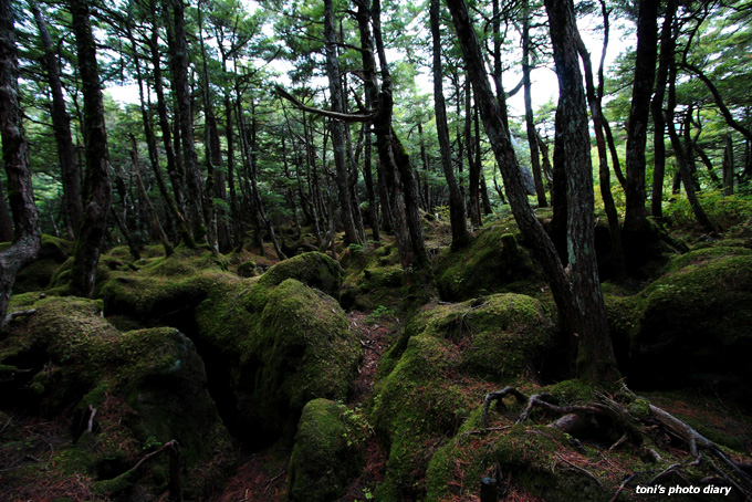 苔むす森_c0098182_1942100.jpg