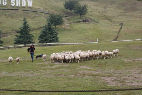 SHEEP DOG SHOW_b0081490_2044383.jpg