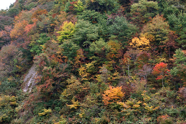 紅葉情報!_c0048494_11472418.jpg