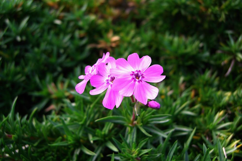 涼しいのに行水です／芝桜／満月_b0024798_451029.jpg