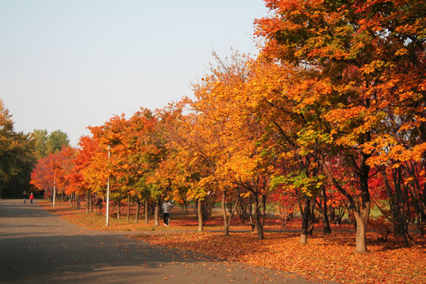 色鮮やかな真駒内公園の紅葉_d0117900_18344513.jpg