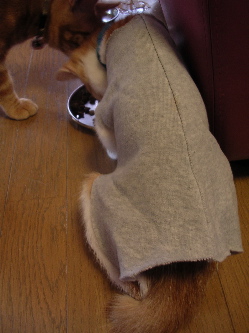 ちわわじゃなくてちょわわ。_b0016206_9553464.jpg