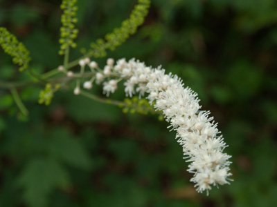 千葉市 泉自然公園の秋の花_f0047524_8194589.jpg