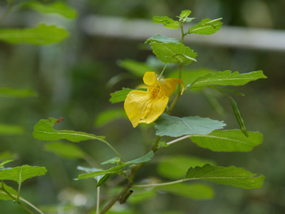 千葉市 泉自然公園の秋の花_f0047524_8202868.jpg