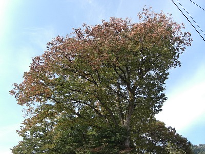 紅葉の始まった毘沙門様_a0084753_9533332.jpg