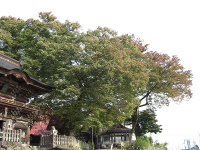 紅葉の始まった毘沙門様_a0084753_953474.jpg