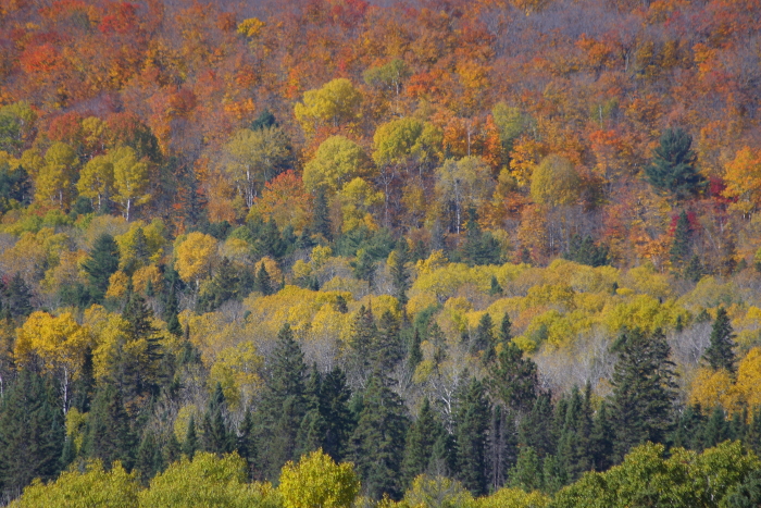 Chapt. Ⅱ  \"Algonquin Provincial Park\"_c0112158_35374.jpg