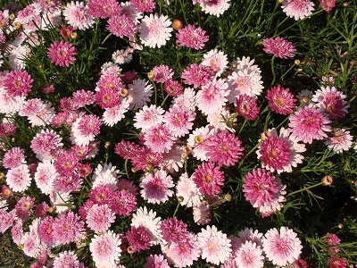 c0105785_98113.jpg