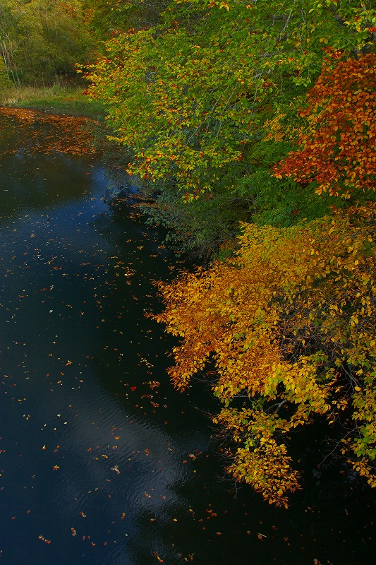 紅葉・川汲公園～矢別ダム_c0157704_2054467.jpg