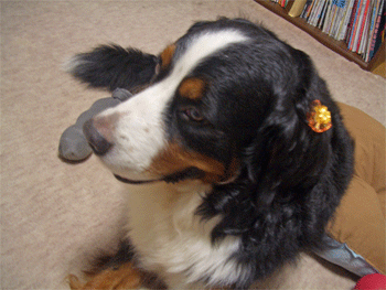 c0143711_11324695.gif