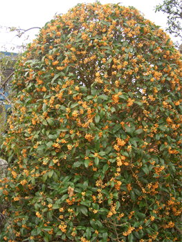 c0143711_11351816.gif