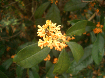 c0143711_11352937.gif