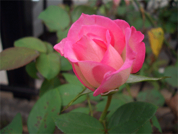 c0143711_11353930.gif